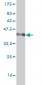ZNF289 Antibody (monoclonal) (M03)